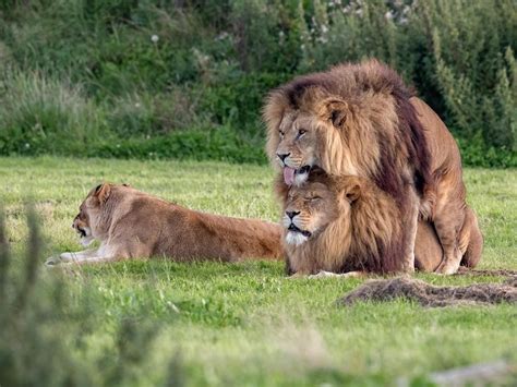 Photo Of Two Male Lions Mating At Wildlife Park Goes Viral Male