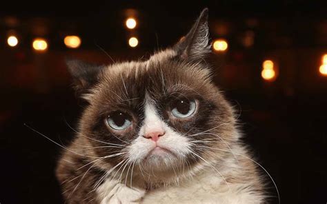 The sets of cat pictures are true representations of the present day situations that cats have to adapt and adjust. Internet Sensation and Meme Queen Grumpy Cat Is Dead at 7