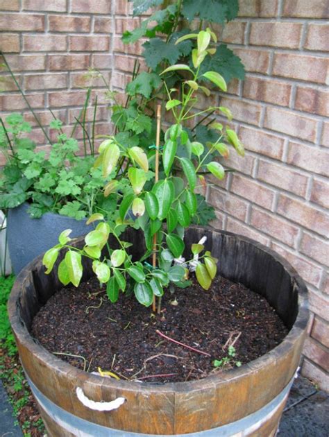 How To Grow Your Own Aromatic Cinnamon Tree Diet Of Life