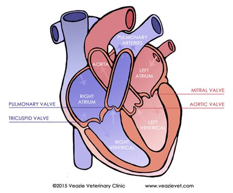Heart murmurs are caused by turbulent blood flow within the heart. Valve Disease | Veazie Vet