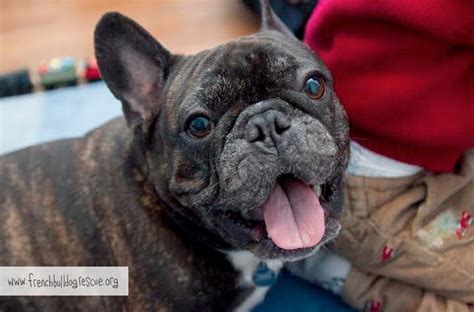 Can you give rescue dogs a home? French Bulldog Rescue Network a Nonprofit Corporation ...