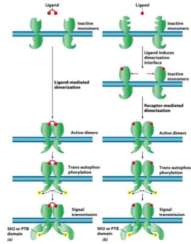 Biol 171 Lecture 19 Cell Communication Ii Propagation Of The Signal