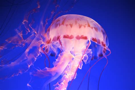 Jellyfish Monterey Bay Aquarium Jellyfish Exhibit Stevowa Flickr