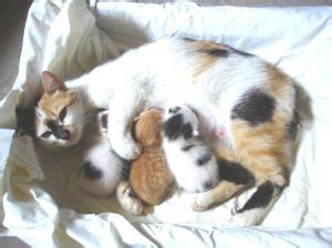 You were dreaming about cat giving birth to kittens, right? Cat Giving Birth - Labor & Delivery - Birth of New Kittens ...