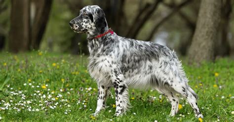 English Setter Dog Breed Info Guide And Care