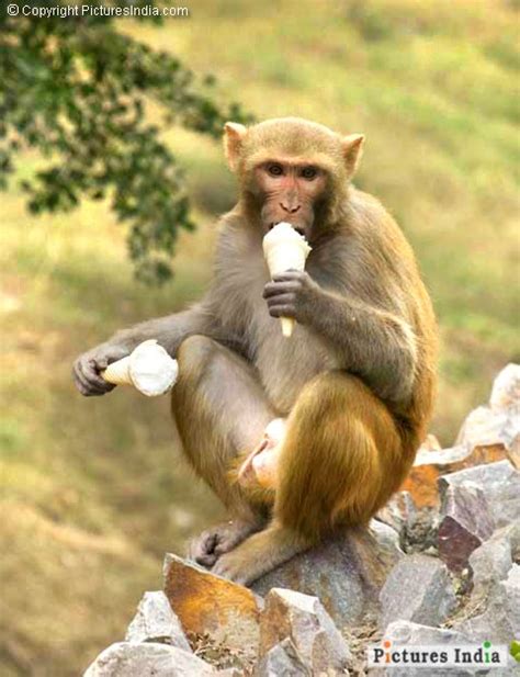 Cream Back Monkey Eating Ice Cream Animals