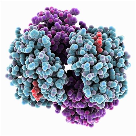 Human Haemoglobin Molecule Photograph By Laguna Design Science Photo