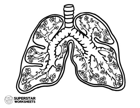 Lungs coloring pages are a fun way for kids of all ages to develop creativity, focus, motor skills and color recognition. Human Lungs Worksheets - Superstar Worksheets