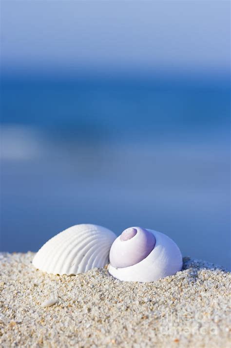 Seashells On The Beach Photograph By Mothaibaphoto Prints Fine Art