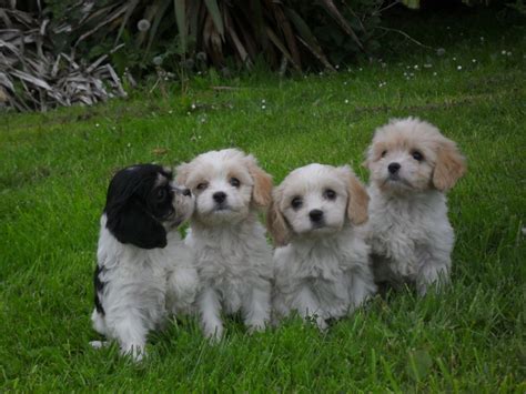 And don't forget the puppyspin tool, which is another fun and fast way to search for cavachon puppies for sale in usa area and cavachon dogs for adoption in usa area. Cavachon Puppies For Sale | Little Rock, AR #158406