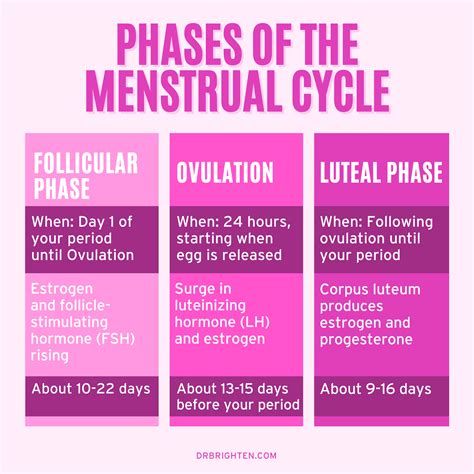 Ovulation And The Phases Of The Menstrual Cycle Woman S Fertile Cycle