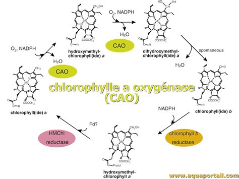 Chlorophylle définition et explications