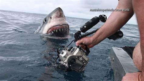 Great White Shark Reveals Razor Like Teeth As It Attempts To Chomp