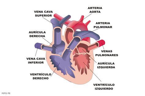 Sistema Circulatorio Circulación Mayor Y Menor Ort Argentina Campus Virtual Ort