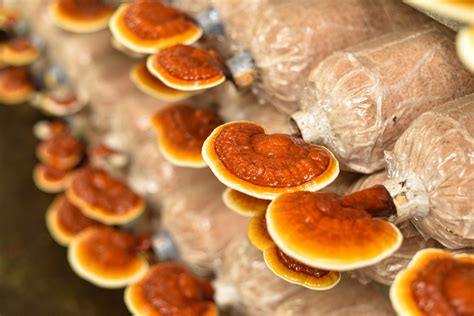 Reishi Mushrooms Health Benefits From The King Of Mushrooms
