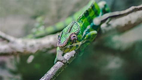 Green Chameleon Perched On A Tree Branch Lizard In The Wild 4k Hd