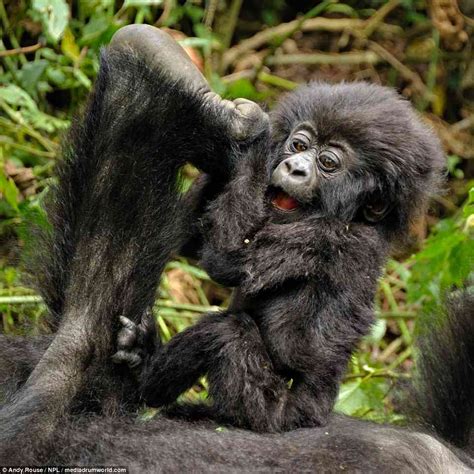 Adorable Baby Mountain Gorilla Plays Before Falling Into Mummys Tummy