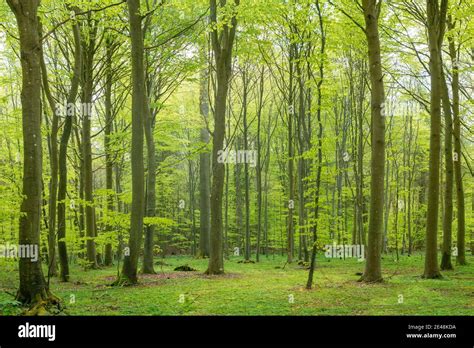 A Beech Tree Forest Jutland Denmark Comes To Life In Springtime Stock