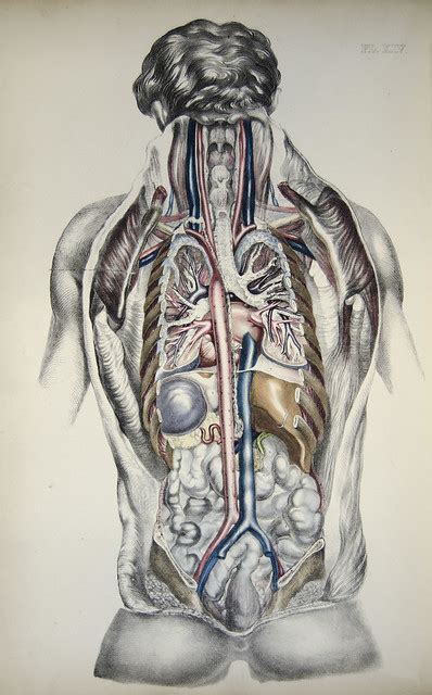 .organs kidney, human anatomy organs left side, human anatomy organs right side, human body pelvis, pelvic muscles anatomy, posterior pelvic anatomy, ureter and duodenum anatomy. Flickr - Photo Sharing!