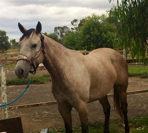 All information about buckskin roan horse. Coloured Horses For Sale - Coloured Horse » Horsezone - Page 1