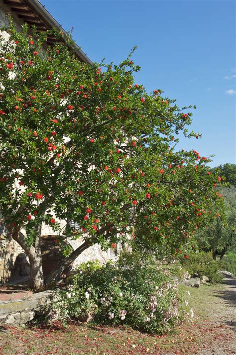 E' preferibile regalare un singolo fiore, confezionato in modo originale e particolare, piuttosto che un intero mazzo. Fiori di melograno, cetrioli e pomodori sul tagliere | Ricetta e Cucina