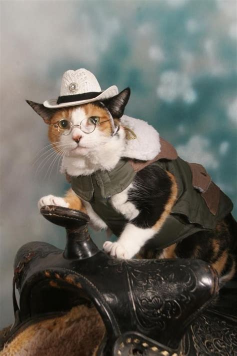 Meowdy cat wearing a cowboy hat meme sticker. 15 Cat Cowboy Hat Pictures That Will Melt Your Heart ...