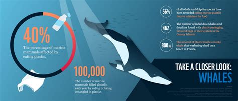 Plastic In Our Oceans Is Killing Marine Mammals The