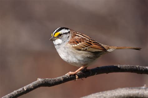 North Carolina Mountain Birds White Throated Sparrow