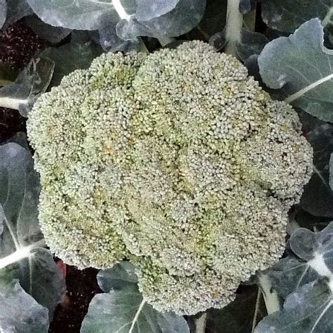 The Broccoli Is Done And It Wasnt Enough The Survival Gardener