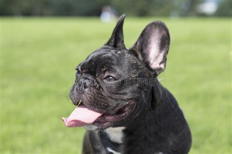 Muscular dystrophy (md) refers to a group of more than 30 inherited diseases that cause muscle weakness and muscle loss. Muscular French Bulldog Stock Images - Download 261 ...