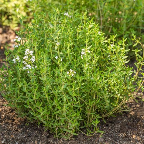 Organic Thyme 300 Seeds Heirloom Non Gmo Fragrant Etsy
