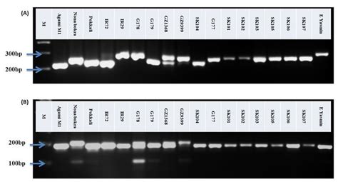 Dna Banding Pattern Of The Eighteen Genotypes A With Highly