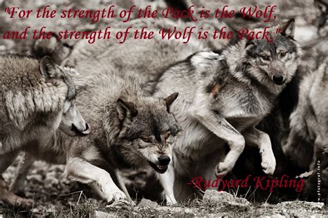 Inspirational Wolf Quotes Quotesgram