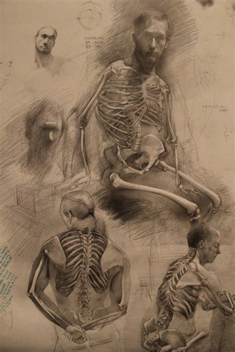 Dark Academia Sketchbook Anatomy Art Human Anatomy Art Human