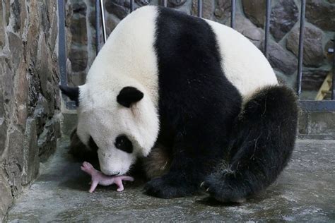 Panda Plays With Her Newborn Cub In China Picture Cutest Baby Animals