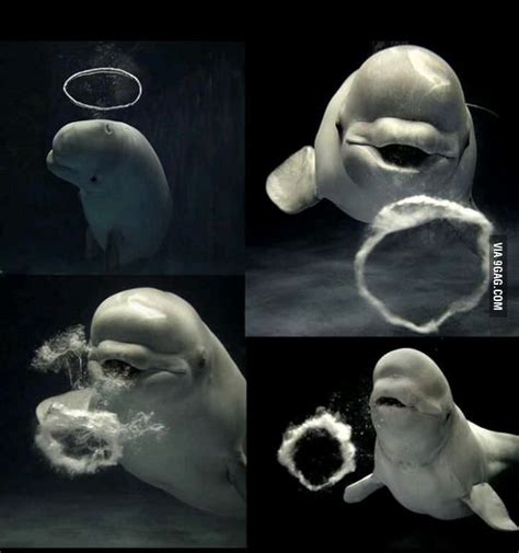 Belugas Create Bubble Rings Underwater And Then Catch Them Beluga