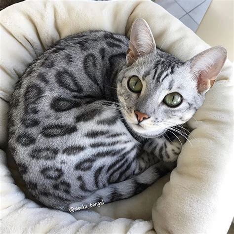 14 Fun Facts You Didnt Know About Bengal Cats Petpress Cute Cats