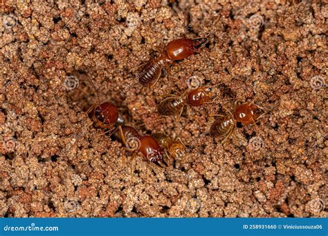 Adult Jawsnouted Termites Stock Photo Image Of Swarm 258931660