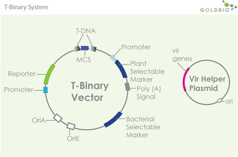 A Guide To T Dna Binary Vectors In Plant Transformation Goldbio