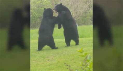 New Jersey Bear Brawl Two Black Bears Exchange Blows In Residents