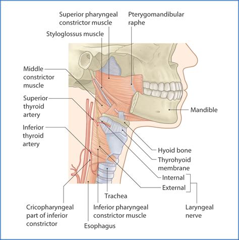 Pharynx And Larynx Basicmedical Key