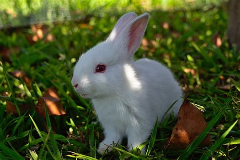 Rabbit Grass Cute Free Photo On Pixabay