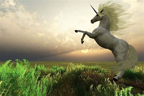 Download A Magical Real Life Unicorn Wallpaper