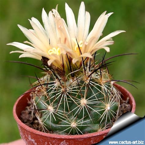 Spines are one of the most notable features in cactuses. Coryphantha gladiispina
