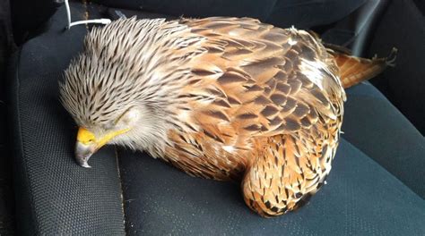 Man Forced To Escape From Injured Bird He Rescued