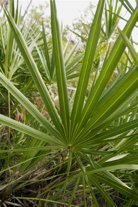 Saw Palmetto Leaves Clippix Etc Educational Photos For Students And