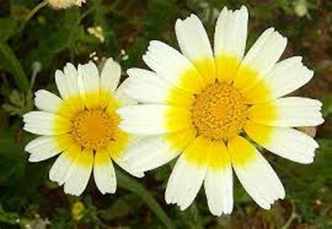 Chrysanthemum Garland Seed Newly Harvested Golden Country Creek Llc