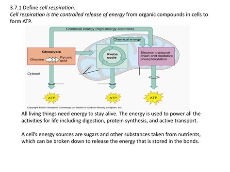 Differences after glycolysis, both the aerobic and anaerobic cells send the two pyruvate molecules through a series of chemical reactions to generate more atp and extract. What Are 3 Things Atp Is Used For In Cells - Wasfa Blog