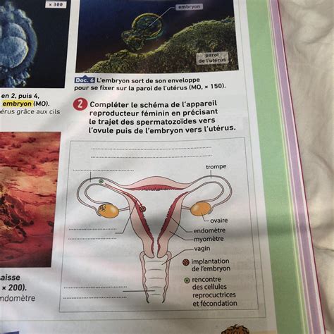 2 Compléter le schéma de lappareil reproducteur féminin en précisant