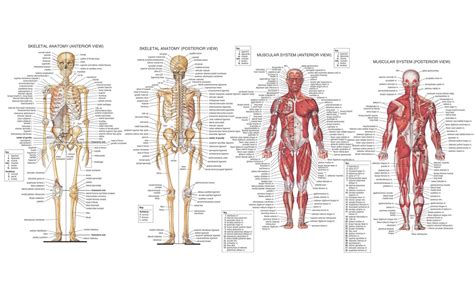 Fond d écran dessin illustration muscles squelette Infographie
